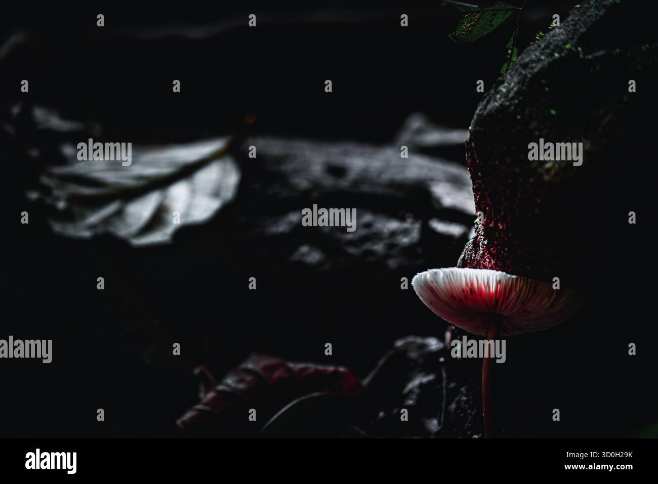 Pilze wachsen in der Dunkelheit, Chantaburi, Thailand – mysteriöses Waldboden-Makro mit dramatischem Licht Stockfoto