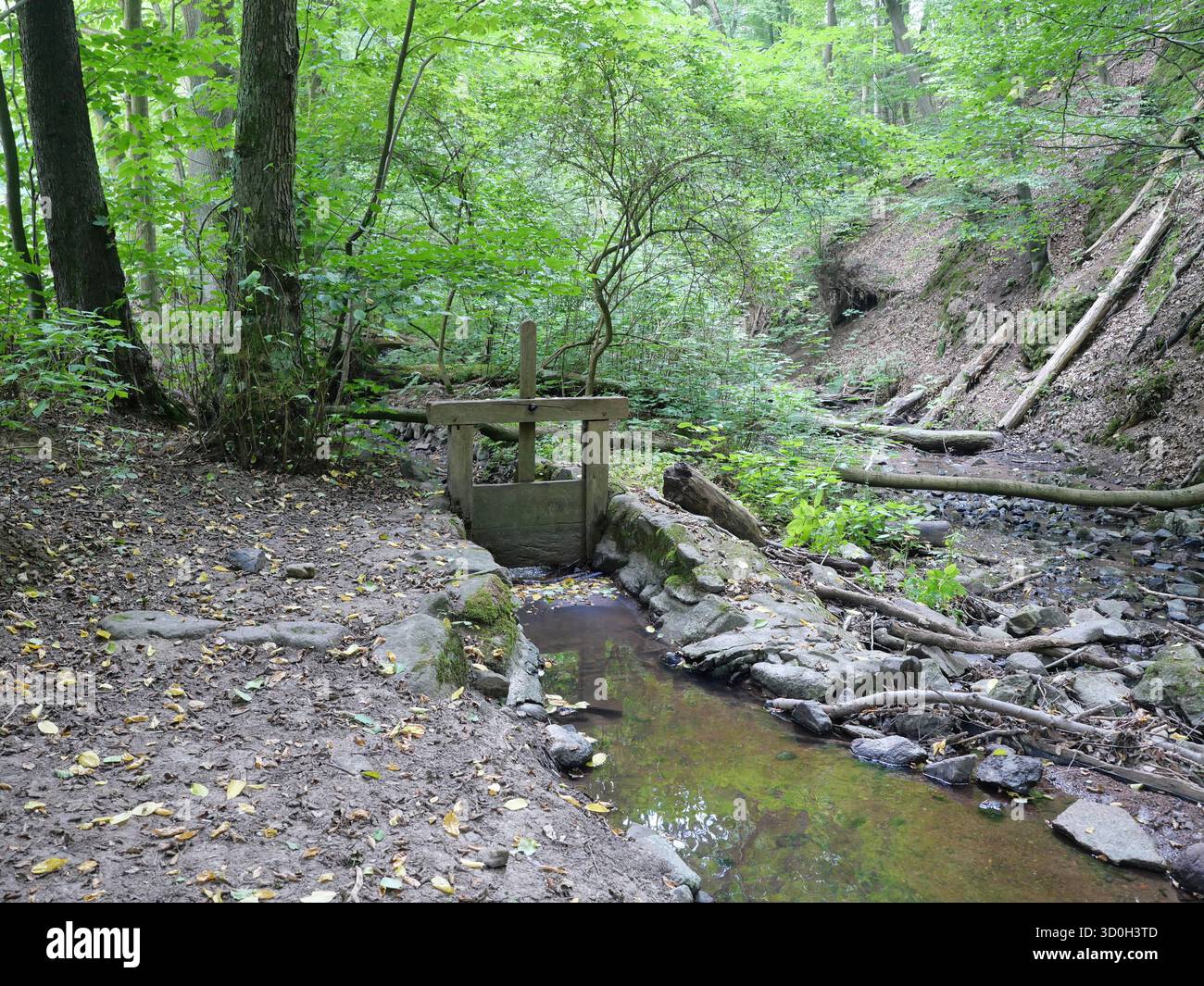 Kleiner Waldbach mit Holzwehren, umgeben von Moos, Bäumen und dichter Vegetation in natürlicher Umgebung. Kopierraum. Stockfoto