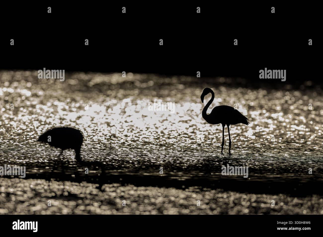Große Flamingos (Phoenicopterus roseus) Silhouette im Hintergrund der untergehenden Sonne, stehend in einer Lagune in der Camargue, Frankreich. Stockfoto