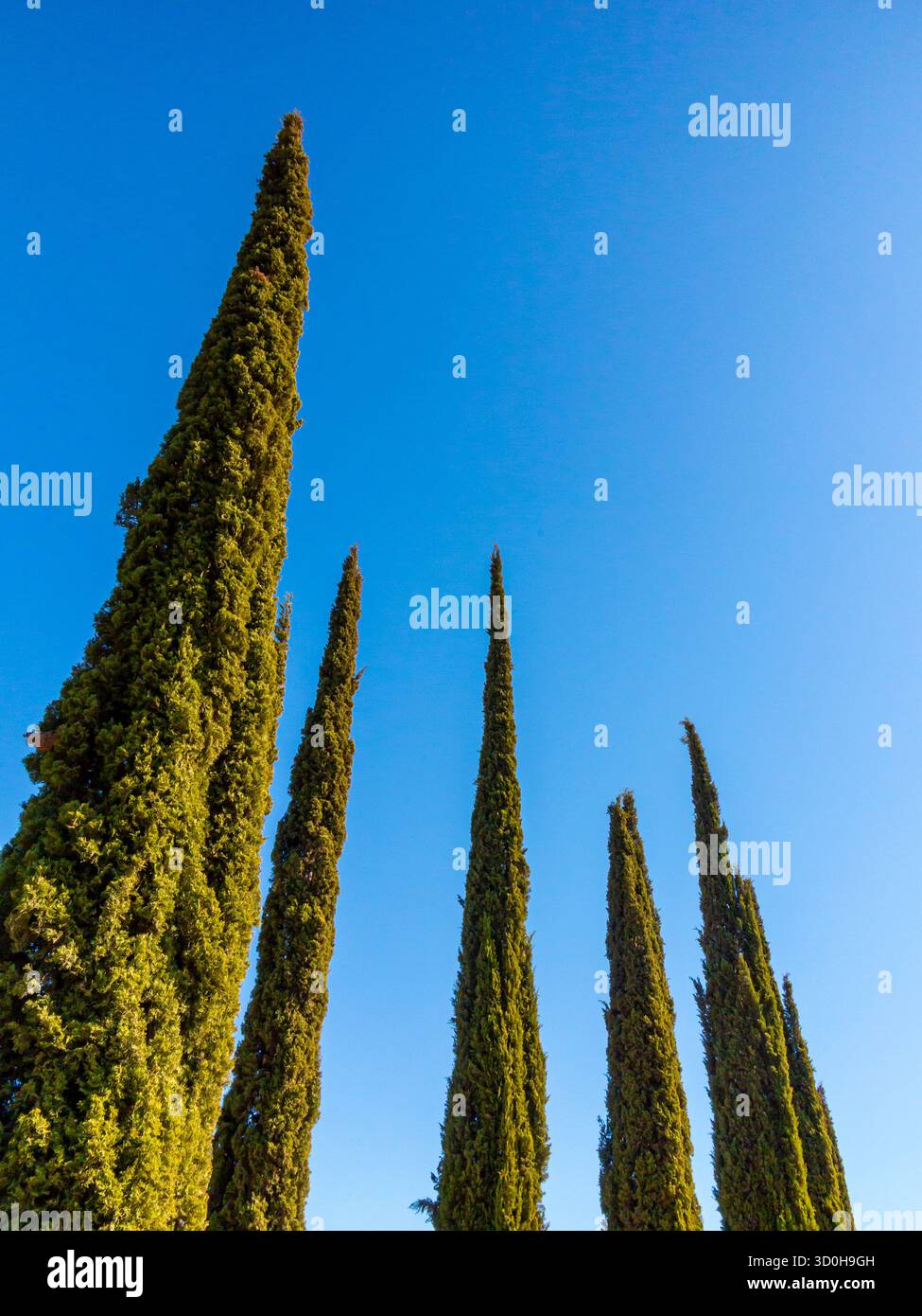 Cupressus sempervirens oder mediterrane Zypresse, eine Art von Nadelbäumen, die im östlichen Mittelmeerraum und im Iran beheimatet ist. Stockfoto