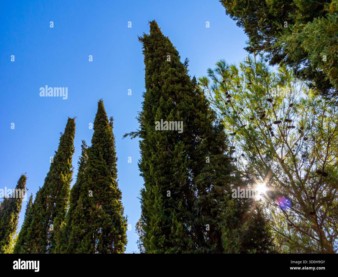 Cupressus sempervirens oder mediterrane Zypresse, eine Art von Nadelbäumen, die im östlichen Mittelmeerraum und im Iran beheimatet ist. Stockfoto