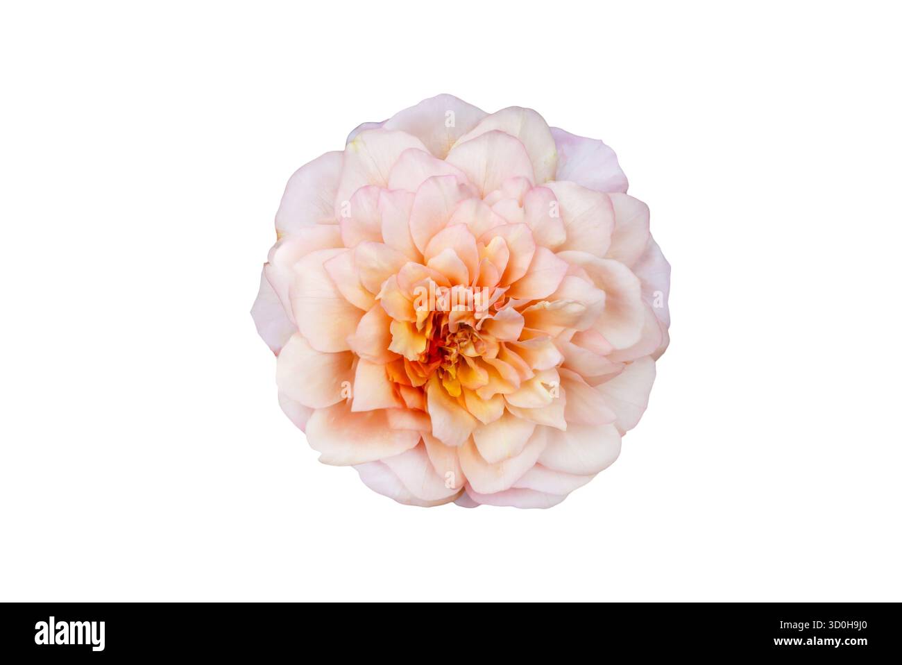 Blumenstrauß von Rosen Isolate. Rosa und weiße Rosenblüten mit Blättern in Blumenanordnung isoliert auf weißem Hintergrund. Flache Lagen. Draufsicht. Stockfoto