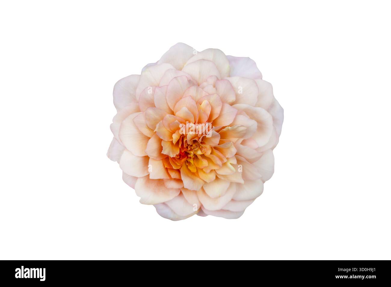 Blumenstrauß von Rosen Isolate. Rosa und weiße Rosenblüten mit Blättern in Blumenanordnung isoliert auf weißem Hintergrund. Flache Lagen. Draufsicht. Stockfoto