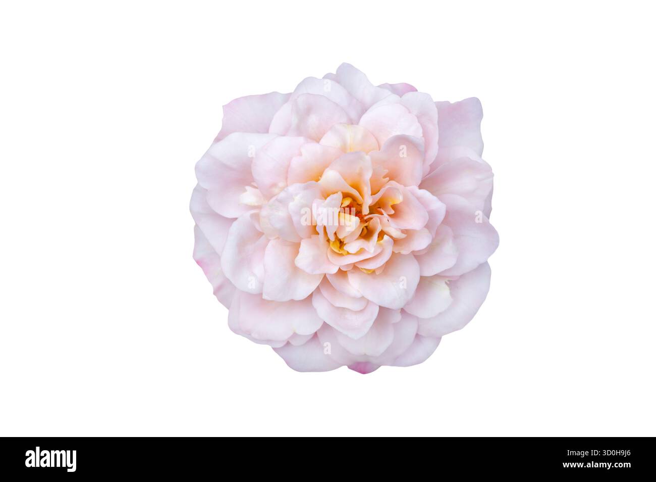 Blumenstrauß von Rosen Isolate. Rosa und weiße Rosenblüten mit Blättern in Blumenanordnung isoliert auf weißem Hintergrund. Flache Lagen. Draufsicht. Stockfoto