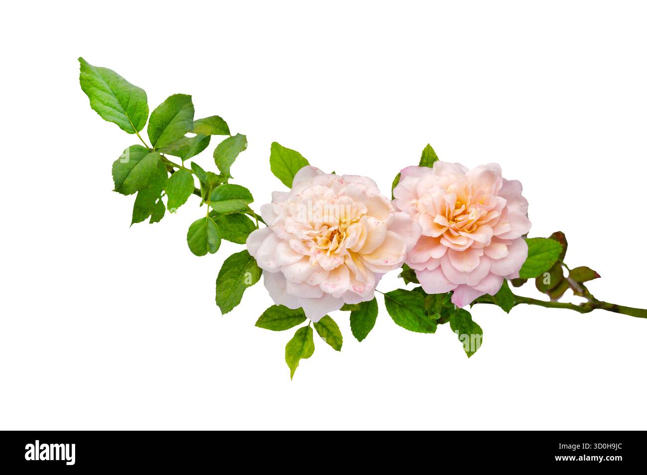 Blumenstrauß von Rosen Isolate. Rosa und weiße Rosenblüten mit Blättern in Blumenanordnung isoliert auf weißem Hintergrund. Flache Lagen. Draufsicht. Stockfoto