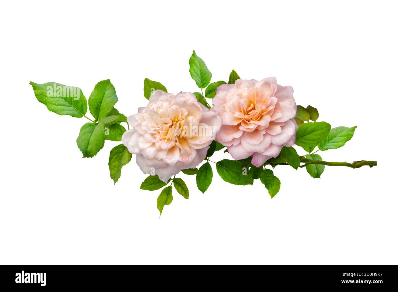 Blumenstrauß von Rosen Isolate. Rosa und weiße Rosenblüten mit Blättern in Blumenanordnung isoliert auf weißem Hintergrund. Flache Lagen. Draufsicht. Stockfoto