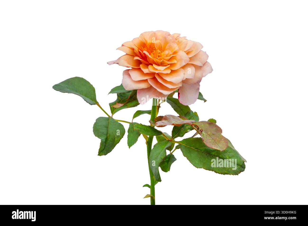 Blumenstrauß von Rosen Isolate. Rosa und weiße Rosenblüten mit Blättern in Blumenanordnung isoliert auf weißem Hintergrund. Flache Lagen. Draufsicht. Stockfoto