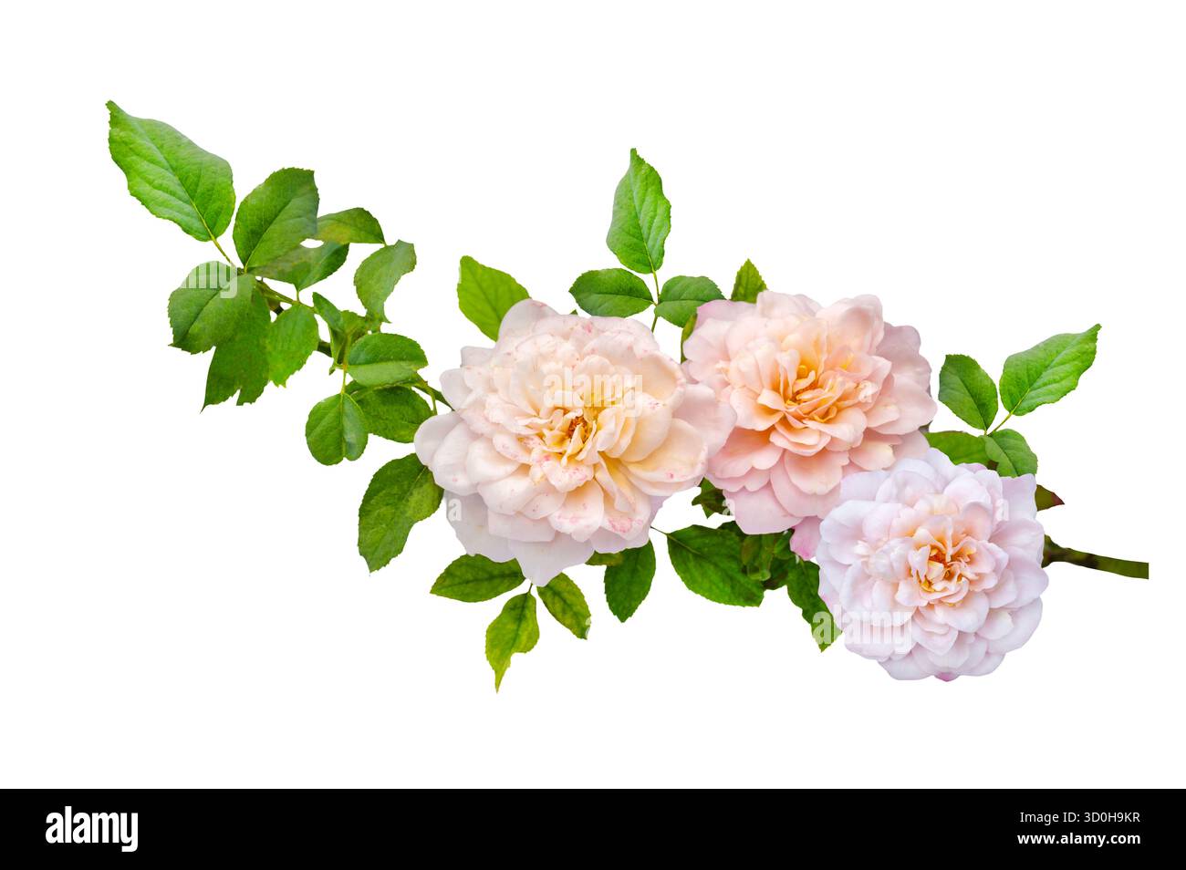 Blumenstrauß von Rosen Isolate. Rosa und weiße Rosenblüten mit Blättern in Blumenanordnung isoliert auf weißem Hintergrund. Flache Lagen. Draufsicht. Stockfoto