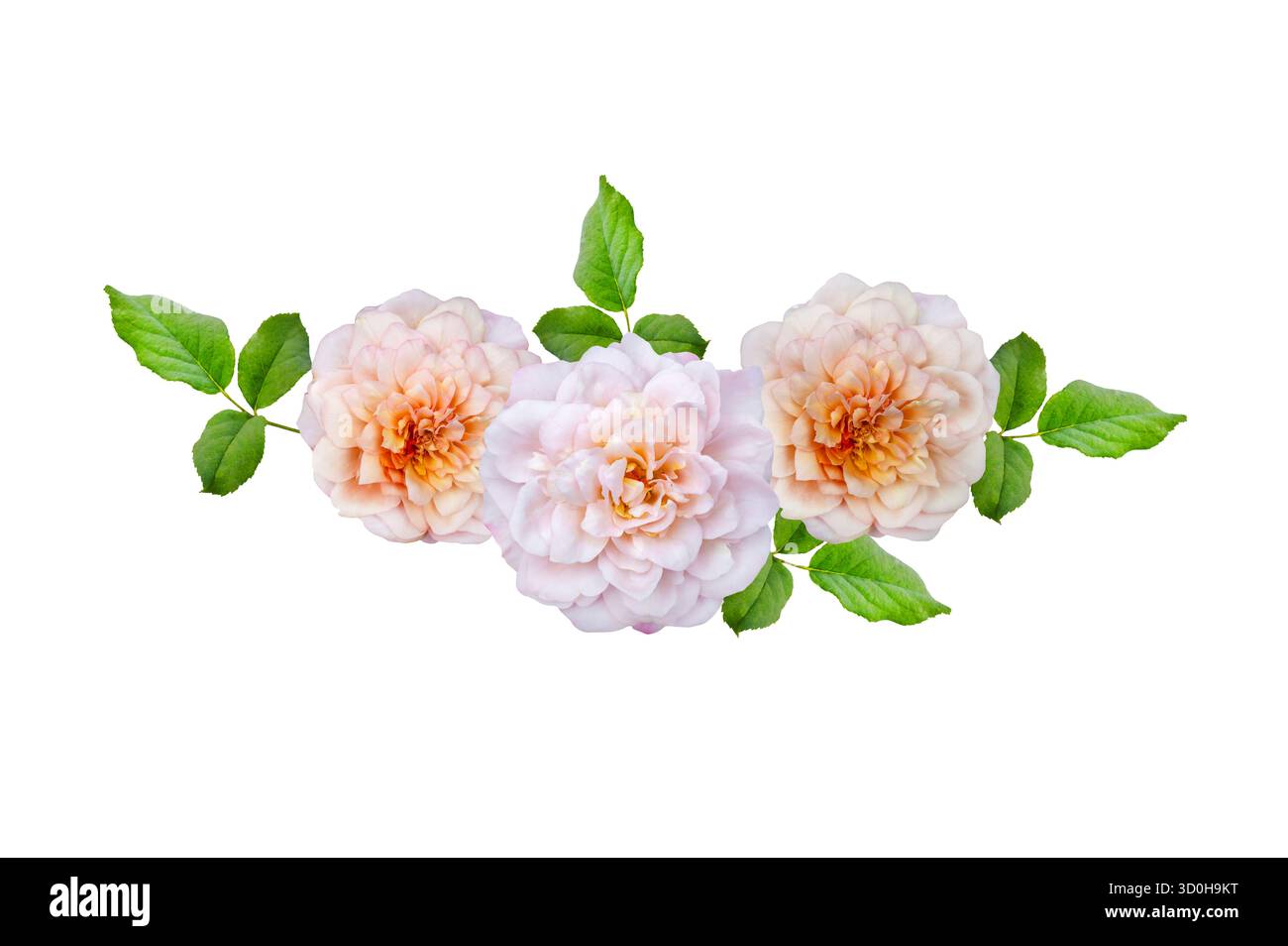 Blumenstrauß von Rosen Isolate. Rosa und weiße Rosenblüten mit Blättern in Blumenanordnung isoliert auf weißem Hintergrund. Flache Lagen. Draufsicht. Stockfoto