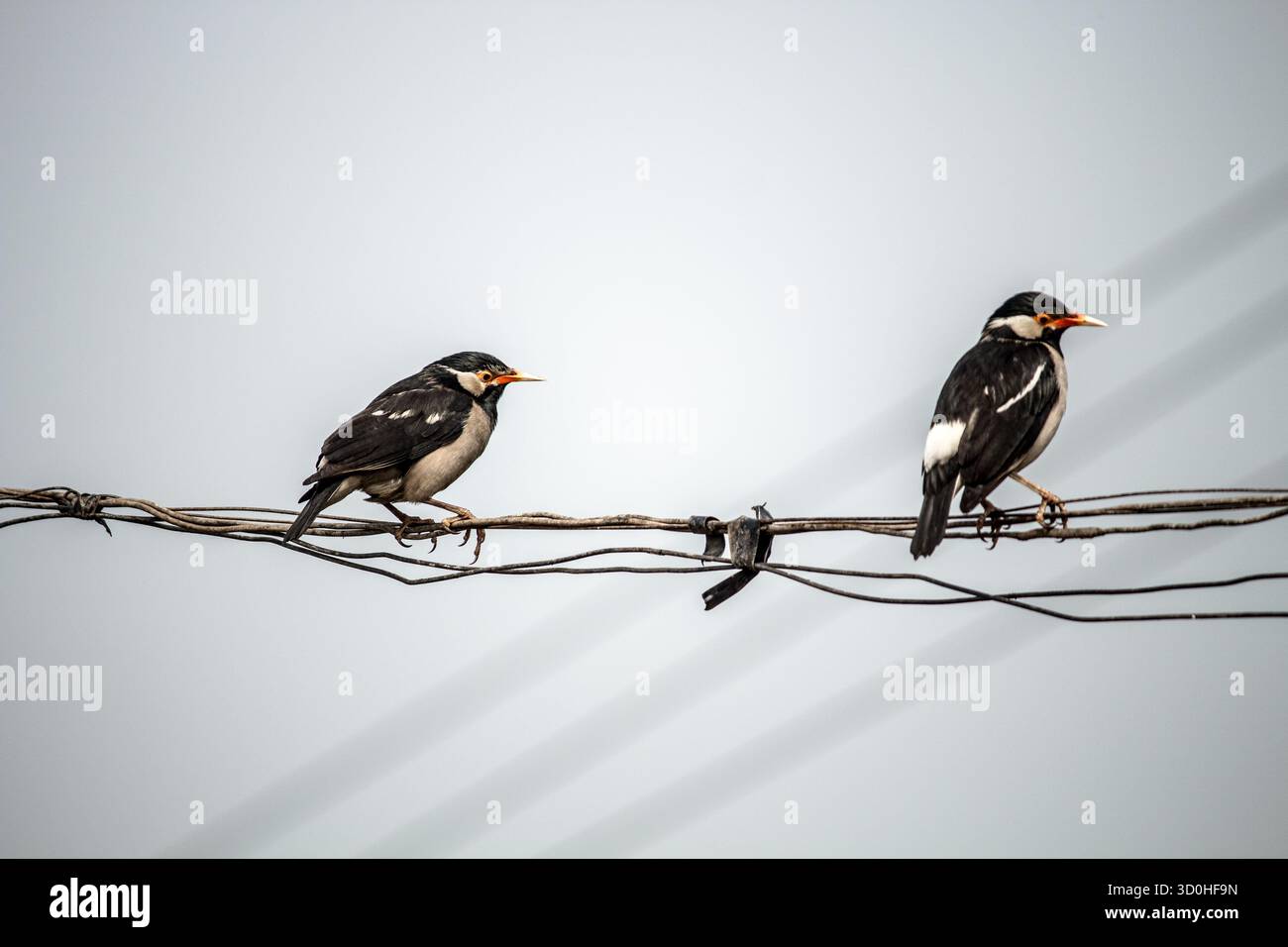 Zwei Rattenmynas-Vögel sitzen auf einem elektrischen Draht vor einem hellen Himmel. Mynas Vögel in Harmonie auf einem Draht Vögel auf einem elektrischen Kabel. Stockfoto