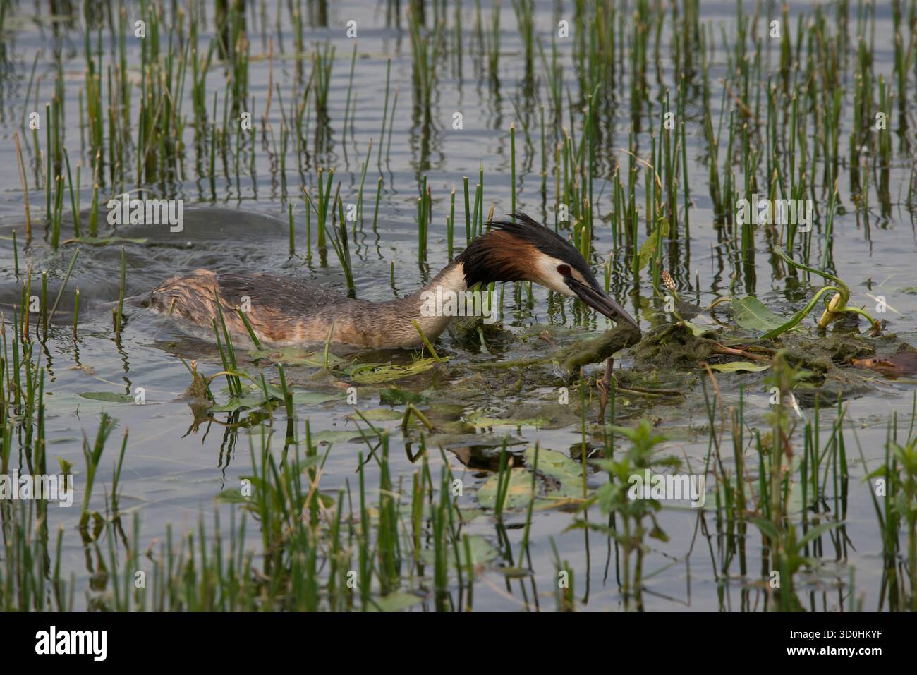 Nahaufnahme des Großwaldvogels mit Moos im Nest mit Details des Gefieders, die deutlich zu sehen sind Stockfoto