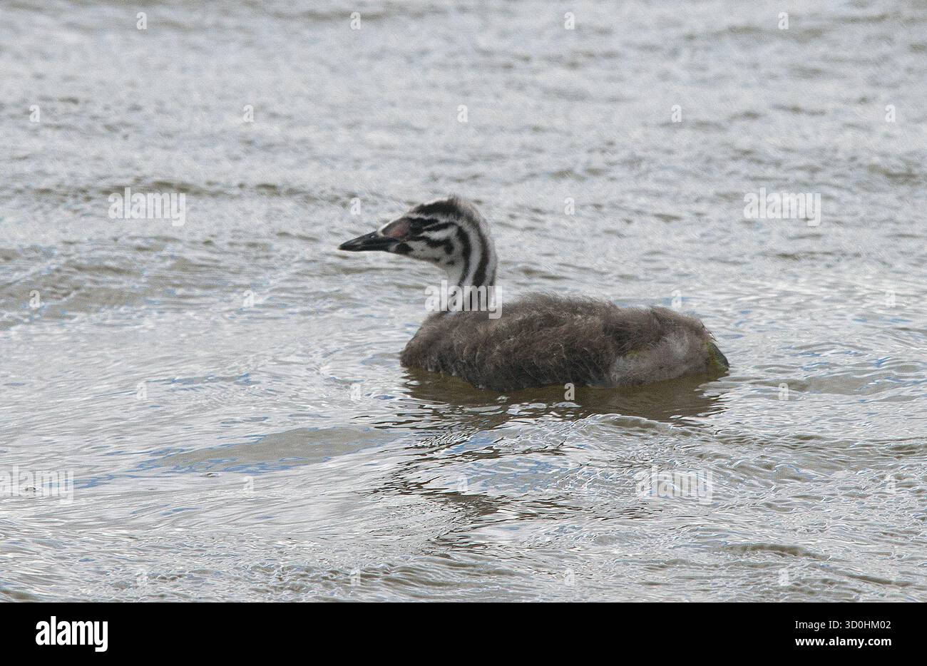 Große Crested Grebe-Küken in Nahaufnahme mit Gefieder-Details, klar sichtbar und in gutem Licht ohne Ablenkung Stockfoto