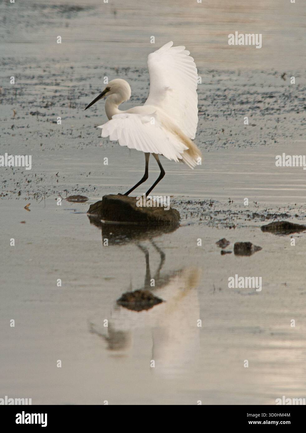 Kleiner Egret mit ausgestreckten Flügeln, der gerade auf einem kleinen Felsen im flachen Wasser gelandet ist Stockfoto
