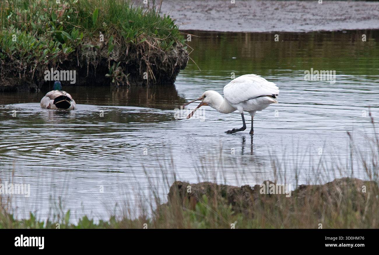 Löffelschnabel schlängelte sich und bewegte sich durch das Wasser, mit weit geöffnetem Schnabel und einem Bein in natürlichem Lebensraum Stockfoto