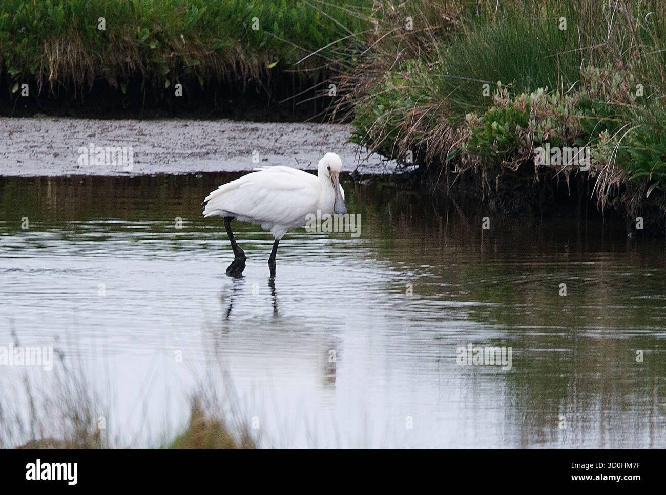 Löffelschnabel, der in flachem Wasser auf den Betrachter weht, mit einem Bein hochgezogenem Hals und einem löffelförmigen Schnabel deutlich zu sehen Stockfoto