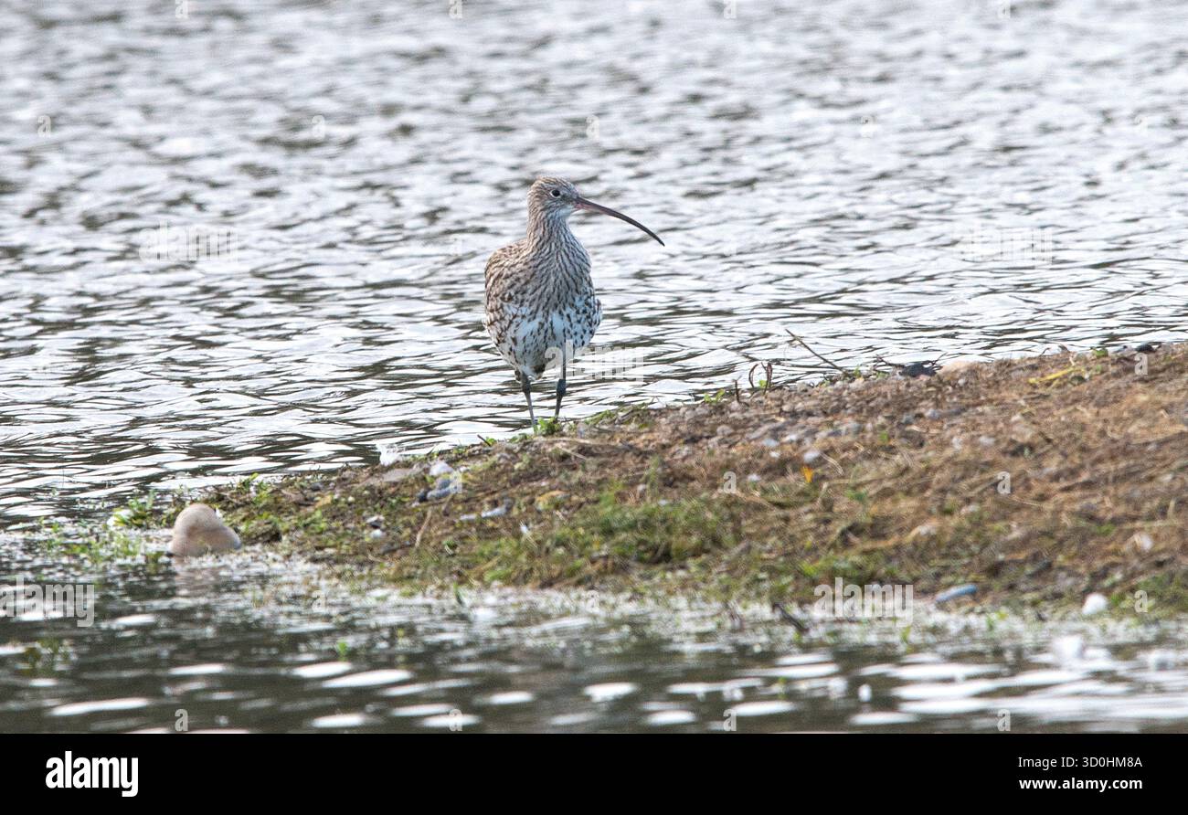 Curlew steht am Rand der Insel, der dem Betrachter zugewandt ist, mit dem Kopf nach rechts gedreht, der lange nach unten geschwungene Seebrücke und den Hintergrund des Wassers zeigt Stockfoto