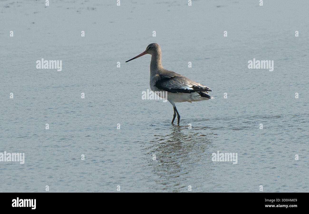 Balkenschwanzgodwit im mittleren Teil des Bildes bewegt sich durch flaches Wasser von rechts nach links Stockfoto