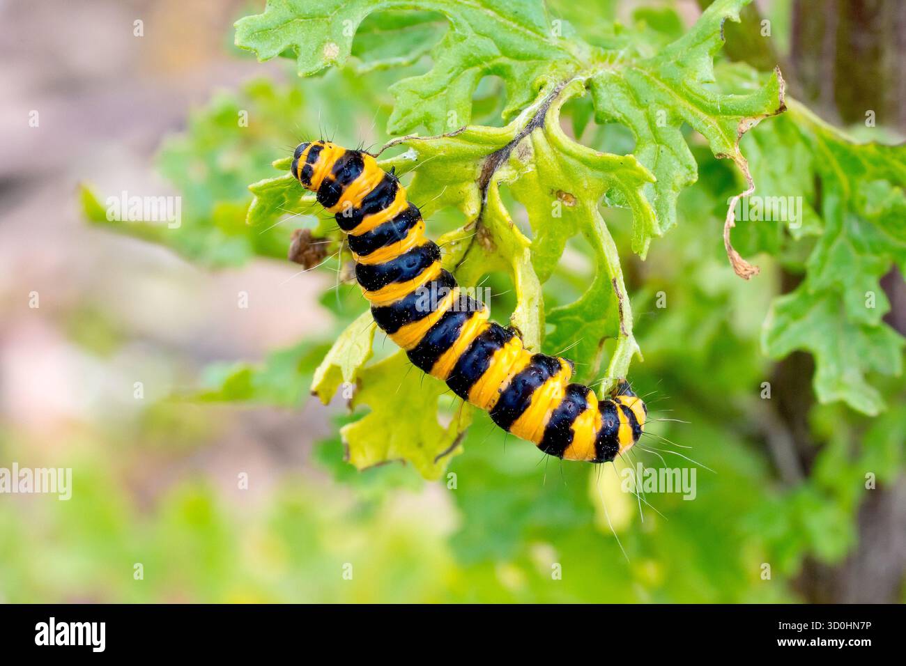 Zinnober Motte (tyria jacobaeae), Nahaufnahme, die die raupe oder Larve des Insekts zeigt, das sich an den Blättern des Gemeinen Ragkraut ernährt. Stockfoto