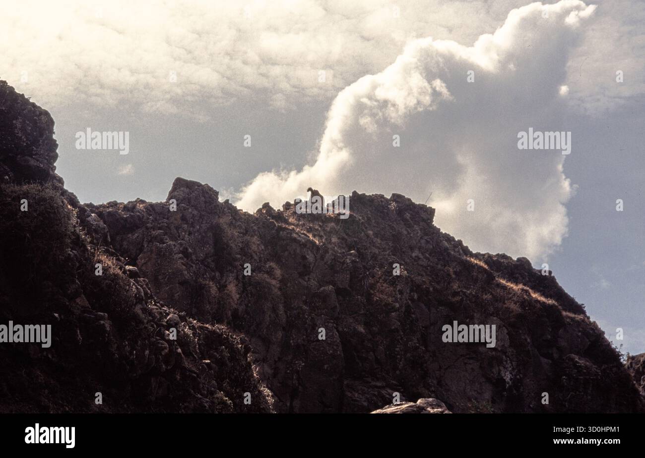 Ein Geier auf einem Felsvorsprung in Lalibella in der Region Amhara im äthiopischen Hochland. 1995, Diafilm. Stockfoto