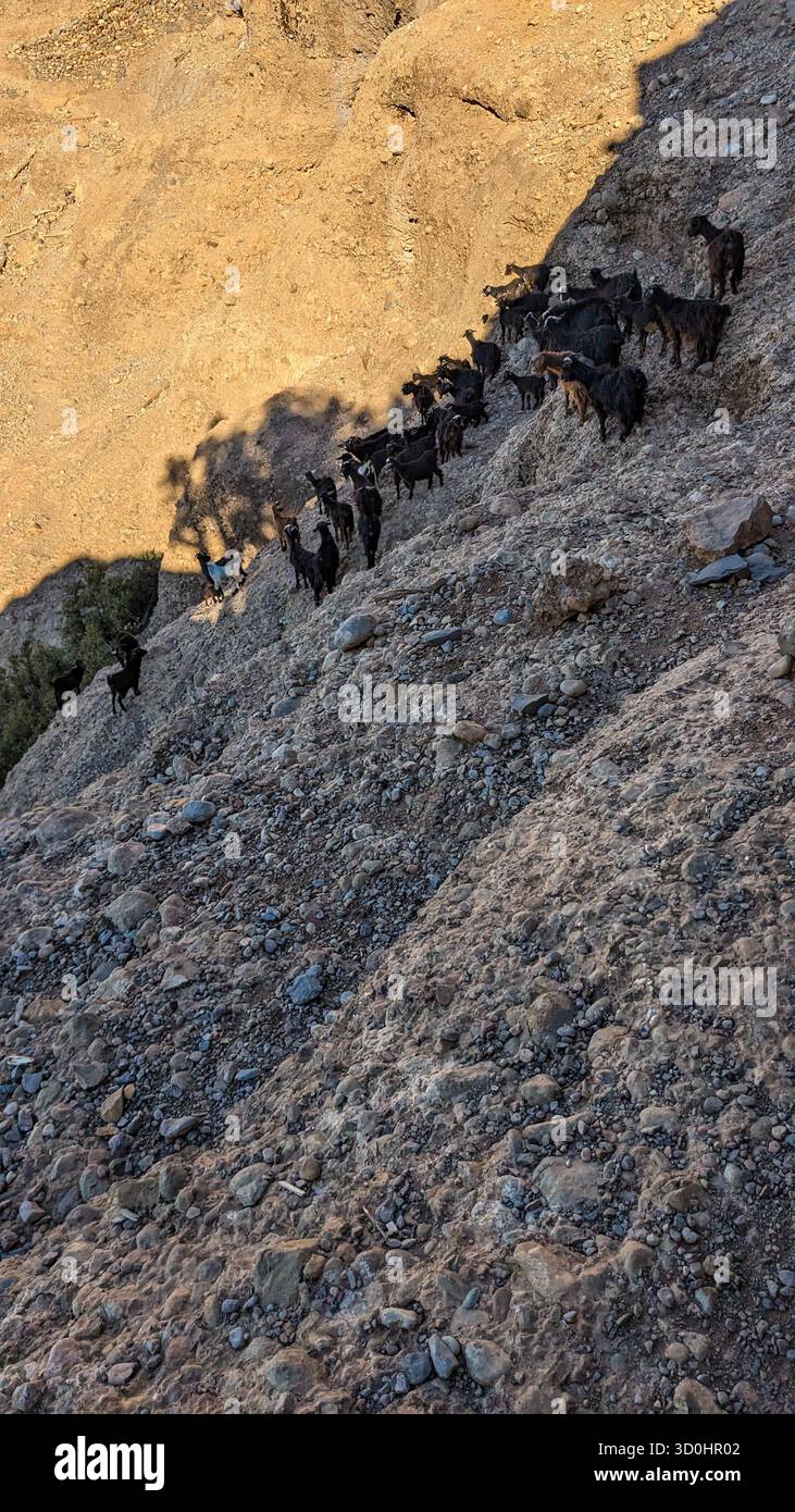 Eine Herde schwarzer Ziegen klettert unter warmem goldenem Licht auf einen steilen, felsigen Hügel und symbolisiert Widerstandskraft und Leben in rauem Gelände - Smartphone-aufgenommenes Stockfoto