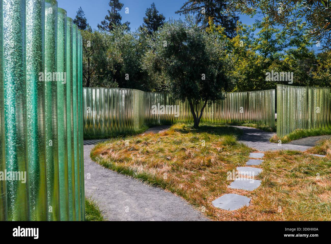 Mittags Innenhof im Apple Park mit geripptem Glas und einheimischem Garten Stockfoto