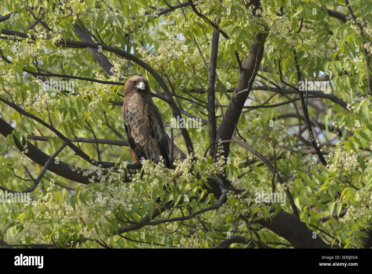 Der Stiefeladler sitzt auf einem blühenden Neembaum in Bhigwan, Maharashtra, Indien Stockfoto
