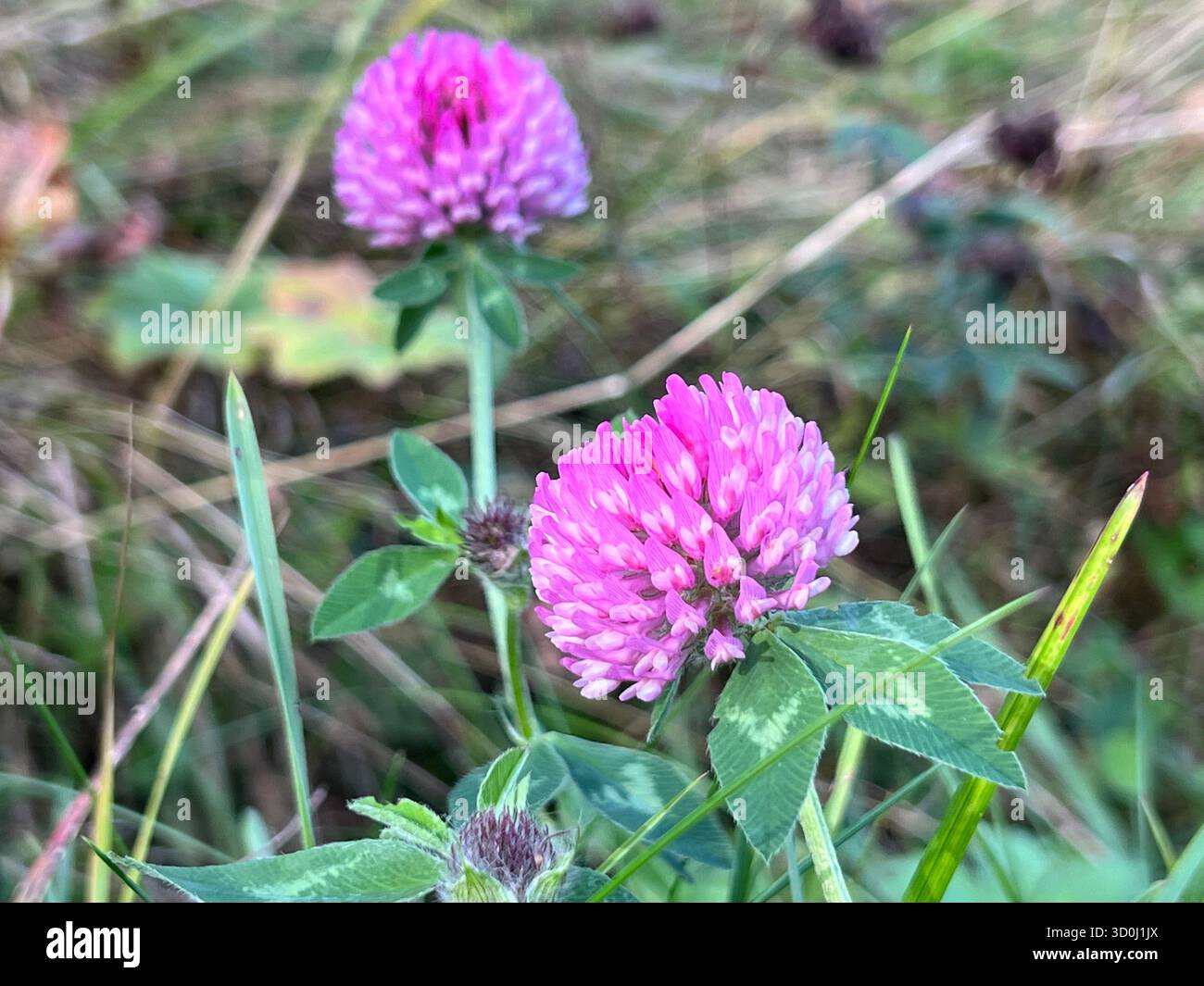 Leuchtende rote Kleeblüten blühen in einer natürlichen Wiese Stockfoto
