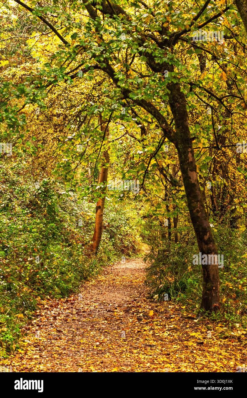 Im Herbst schlängelt sich ein mit Blättern übersäter Pfad durch einen Wald. Stockfoto