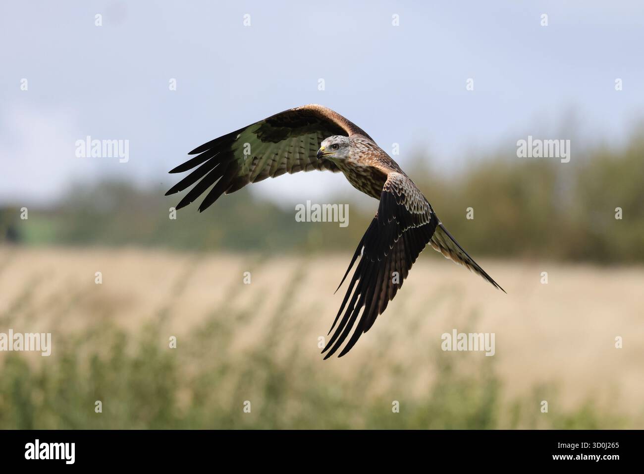 Red Kite (milvus milvus), Gigrin Farm, Wales, Vereinigtes Königreich Stockfoto
