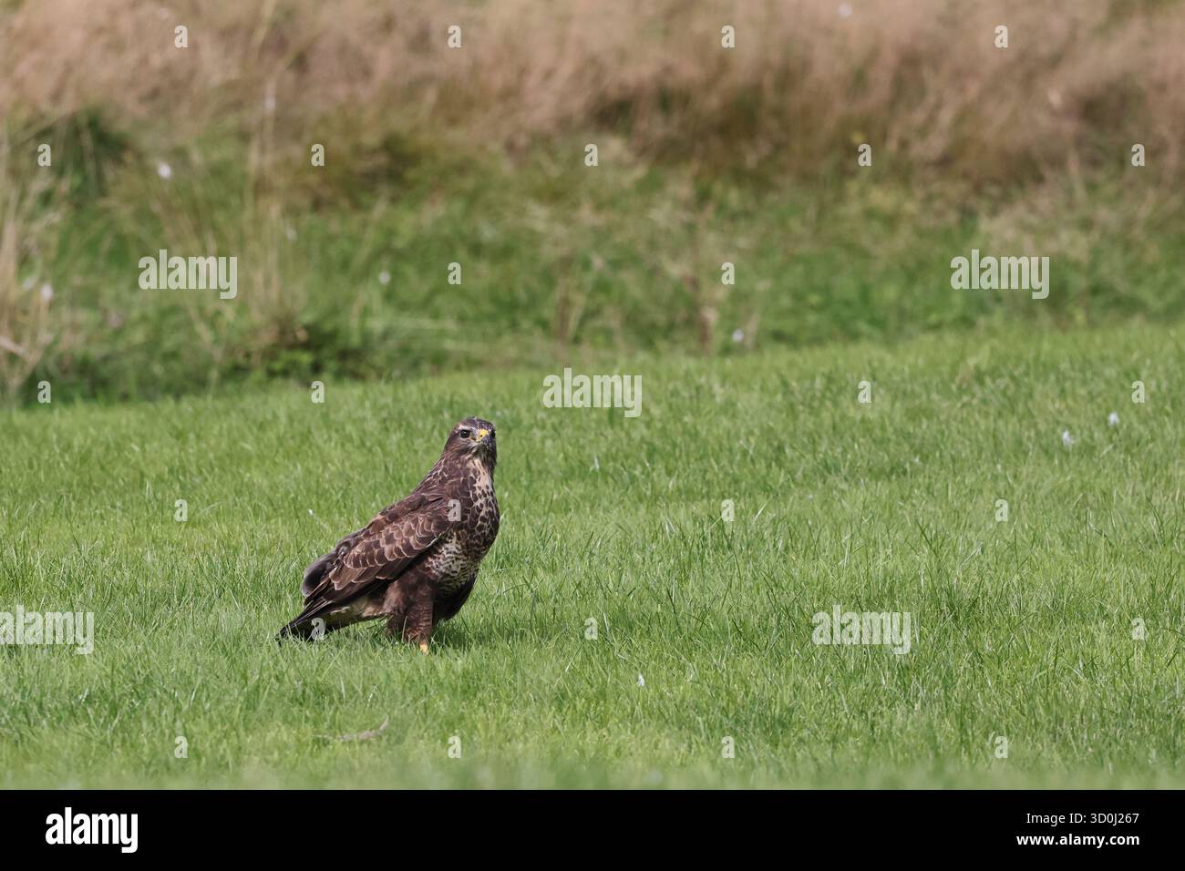 Bussard (Buteo buteo), Gigrin Farm, Wales, Großbritannien Stockfoto