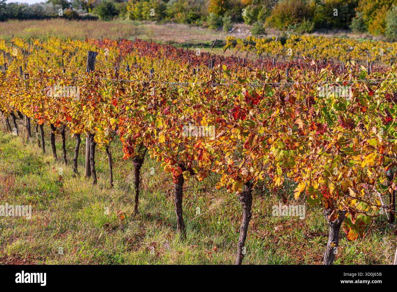 Farbenfrohe Weinberge in Istrien, Kroatien Stockfoto