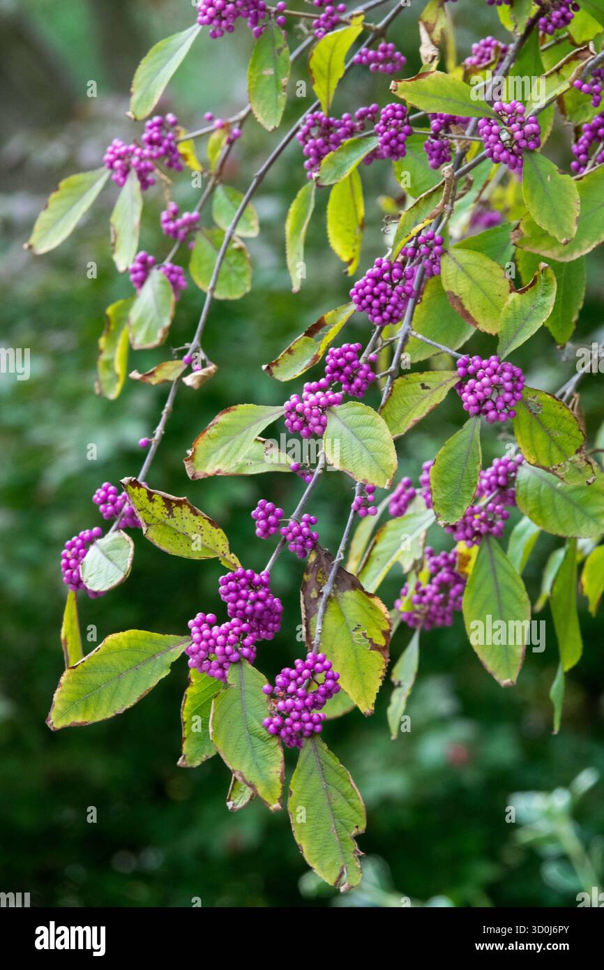 Dieser wunderschöne Laubstrauch ist wirklich für seine auffälligen, lila, perlenartigen Beeren geschätzt, die oft im Herbst erscheinen. Beautybeerstrauch Stockfoto