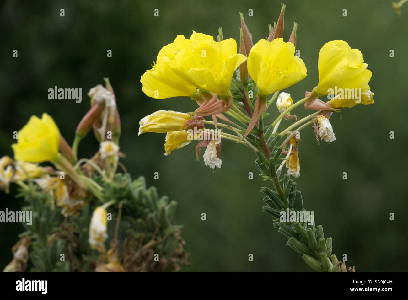 Gemeinsame Nachtkerze, Oenothera biennis, Gartenblume. Nachtkerze ist eine zweijährige Pflanze Stockfoto