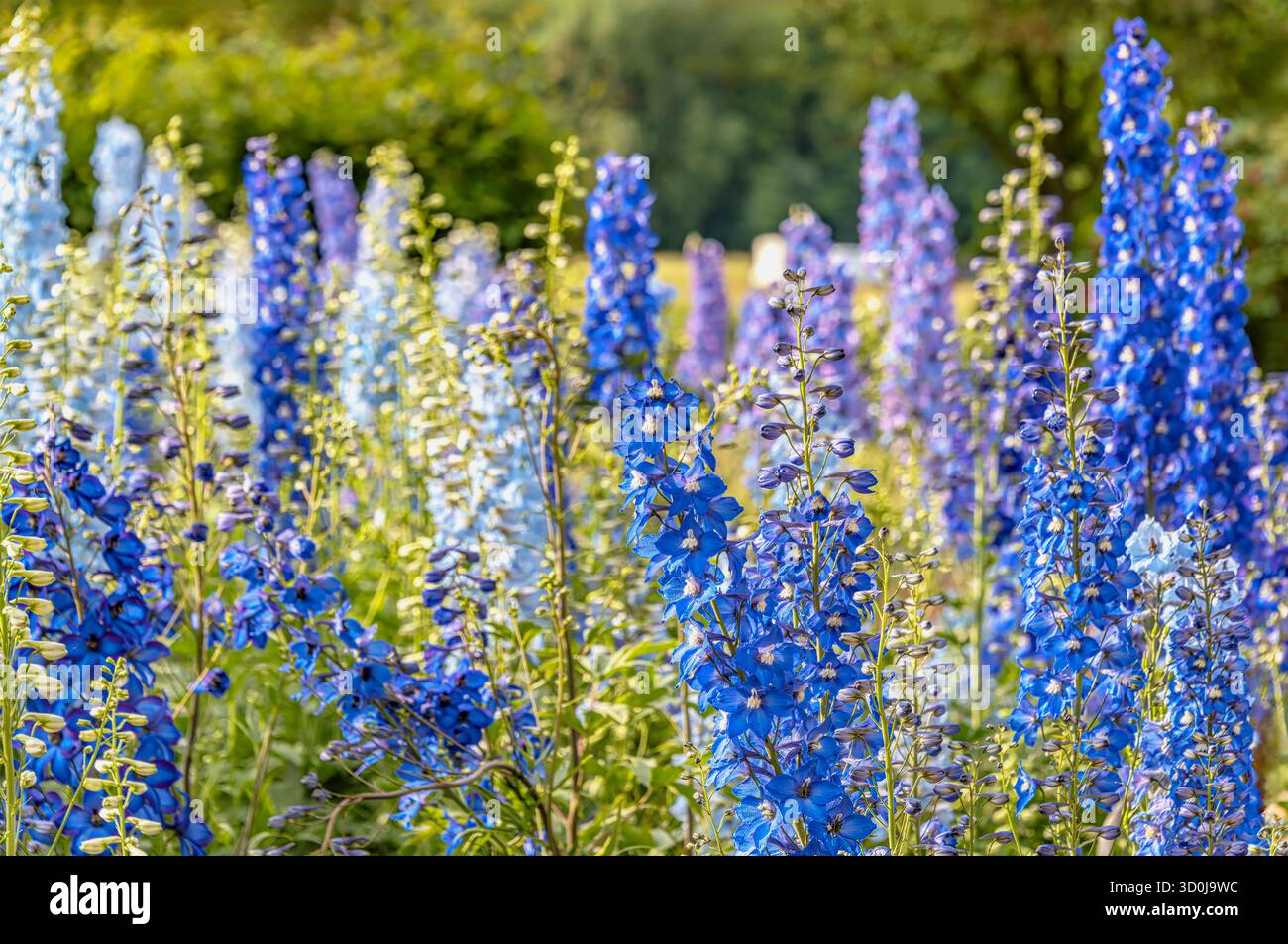 Larkspur blüht Blauer Vogel (Delphinium) auf den Königsufer Terrassen am Elbufer in Dresden, Sachsen Stockfoto