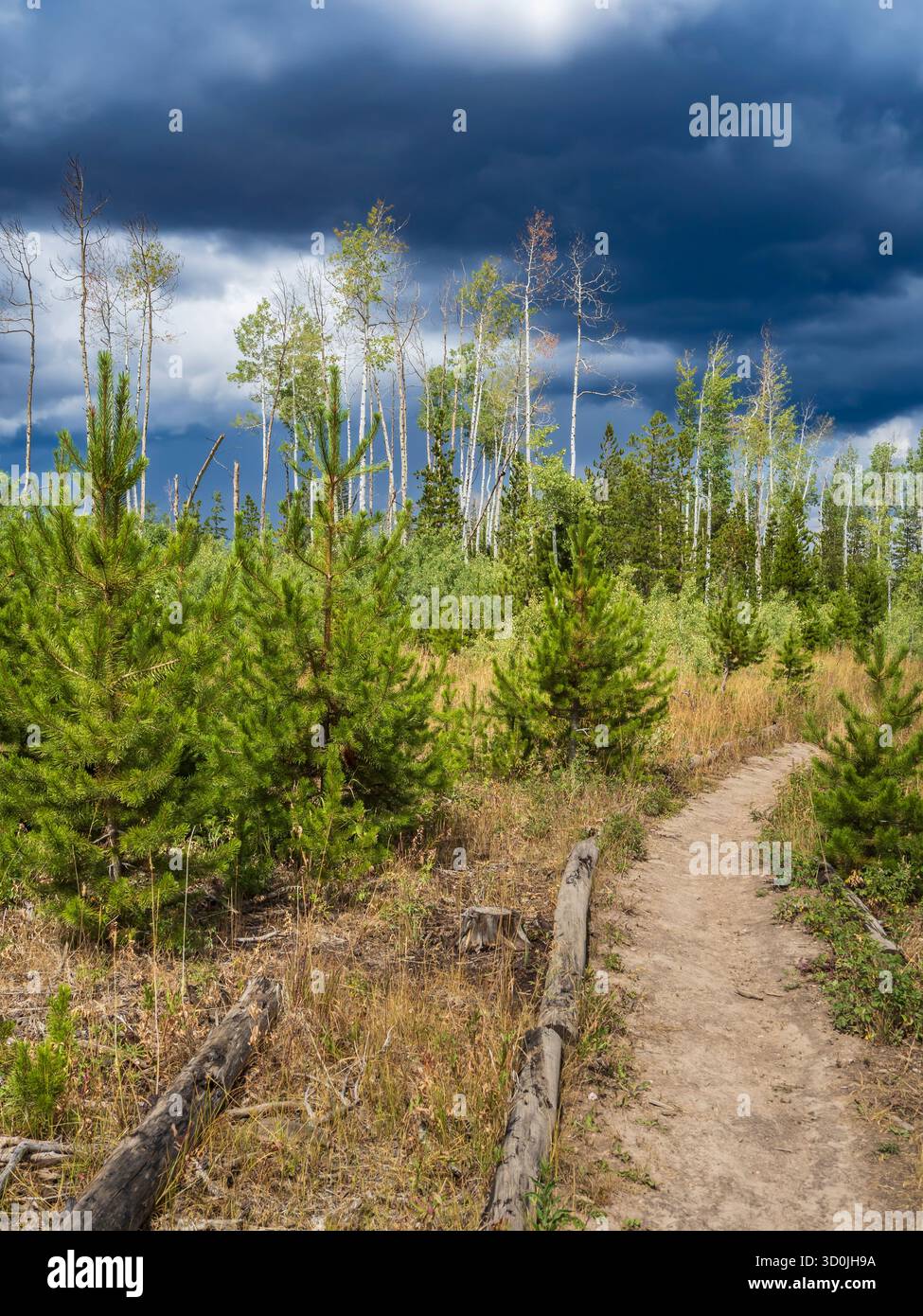 Mountain View Nature Trail, County Road 41, vorbei am North Michigan Reservoir, State Forest State Park, Gould, Colorado. Stockfoto