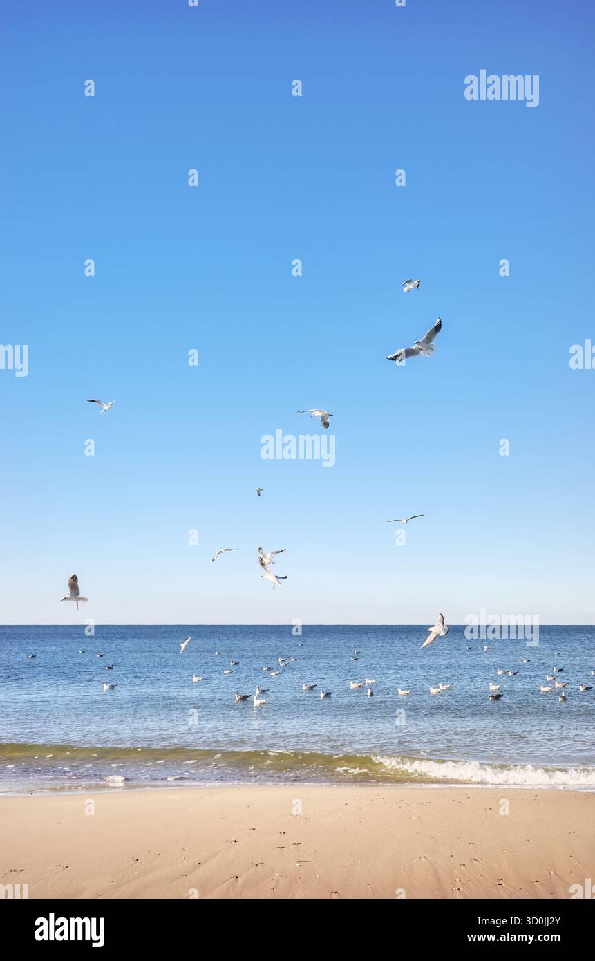 Foto von einem ruhigen Meer mit Möwen fliegen. Stockfoto