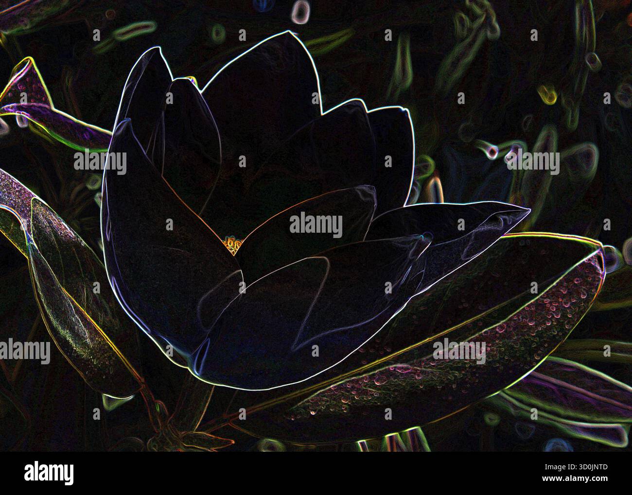 Große Magnolienblüten mit Farbeffekt Stockfoto