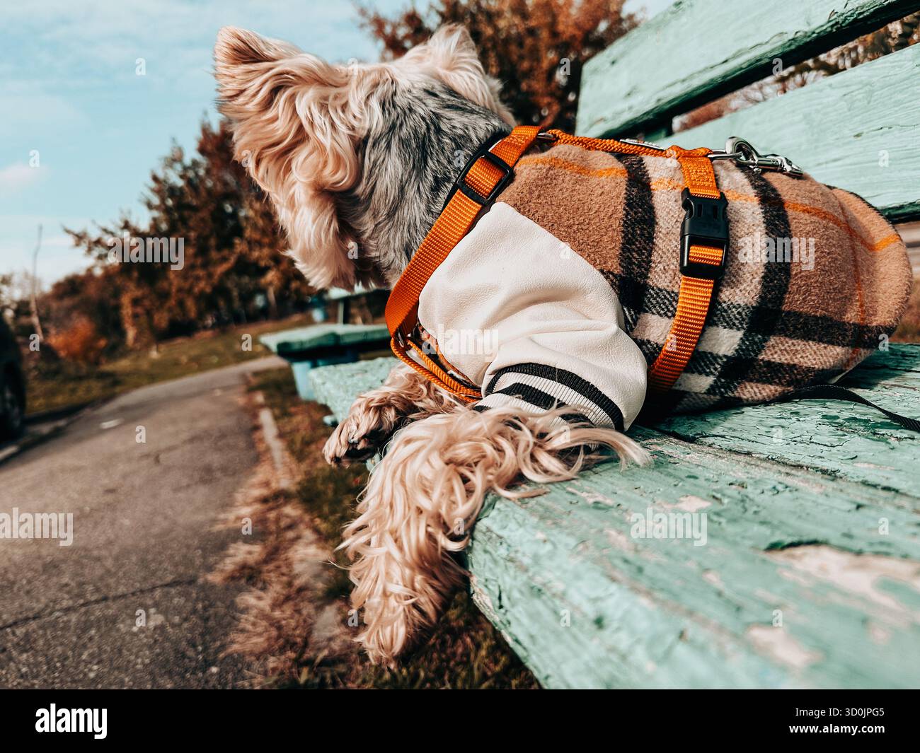 Yorkshire Terrier Hund trägt eine Jacke auf einer Parkbank. Ein niedlicher Yorkie-Hund, Lapdog, wird auf einer Vintage-blauen Holzbank in einem Park gesehen. Stockfoto