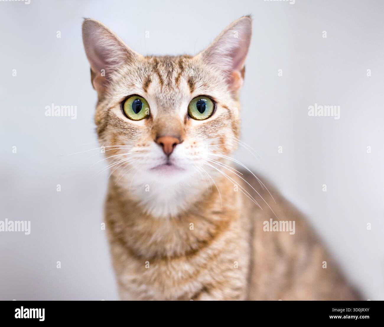 Eine braune, tabby Kurzhaarkatze, die mit einem breiten Augen in die Kamera schaut Stockfoto