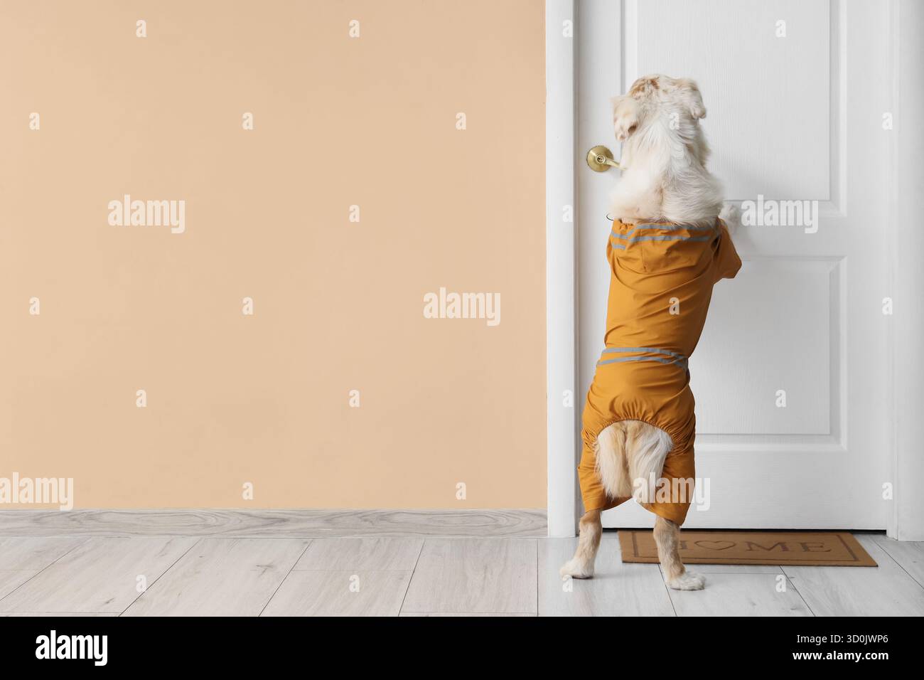 Süßer australischer Schäferhund mit Regenmantel in der Nähe der Tür im Flur, Rückansicht Stockfoto
