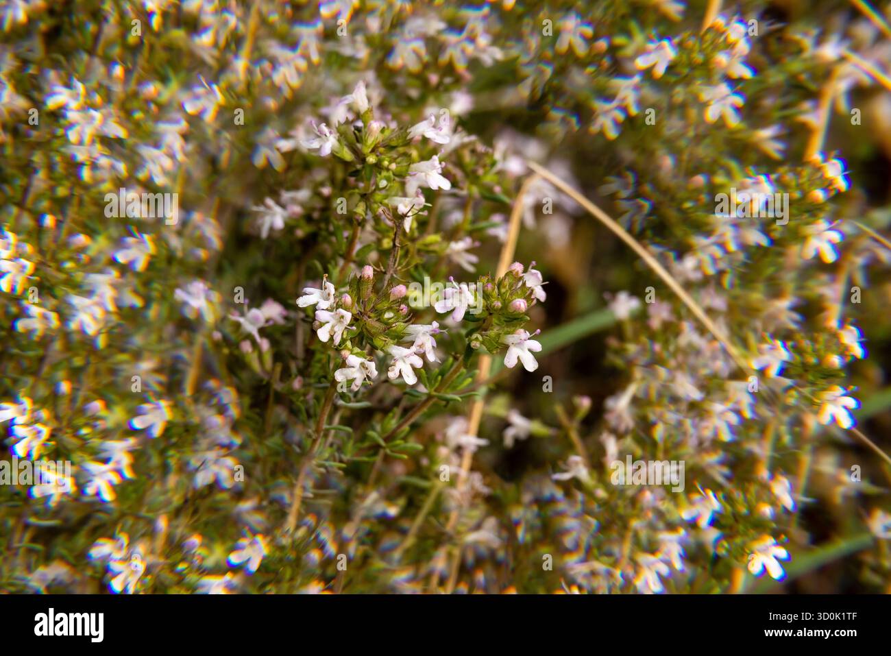 Kleine weiße Blüten blühen im Frühling in einem üppigen grünen Feld in einer ruhigen natürlichen Umgebung Stockfoto