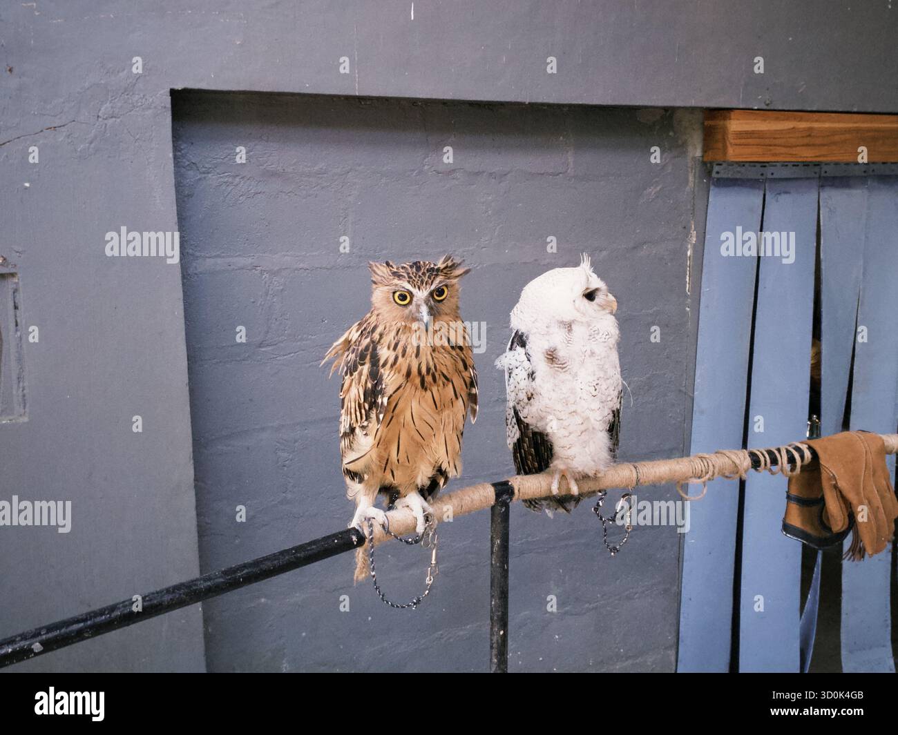 Bubo Ketupu (Bubo Ketupu) und Beluk Jampuk (Bubo sumatranus) thronen auf einem Wald Stockfoto