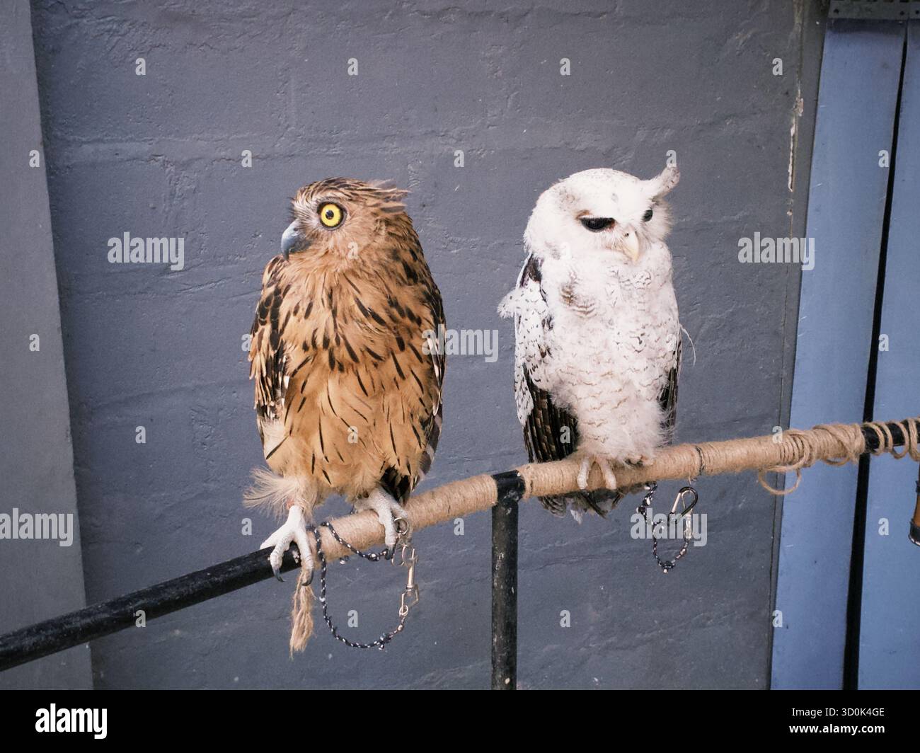 Bubo Ketupu (Bubo Ketupu) und Beluk Jampuk (Bubo sumatranus) thronen auf einem Wald Stockfoto