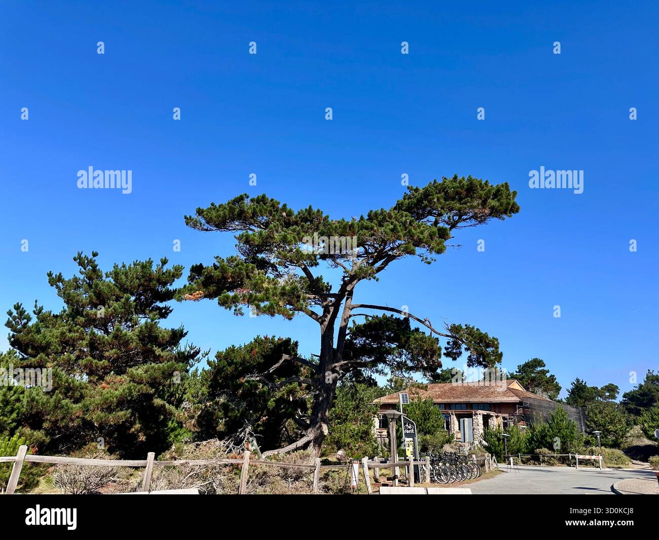 Asilomar Cypress Tree and Coastal Architecture – Pacific Grove, Kalifornien - Smartphone-aufgenommenes Stockfoto