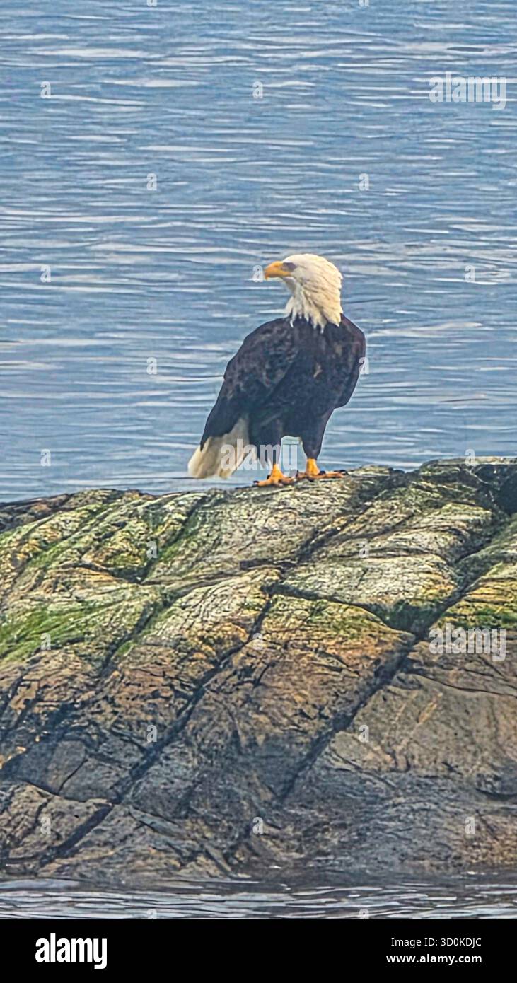 Weißkopfseeadler auf Küstenfelsen - Smartphone-aufgenommenes Stockfoto