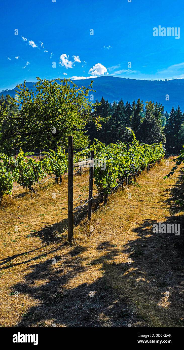 Weinberg Ruht Unter Dem Sommerhimmel - Smartphone-aufgenommenes Stockfoto