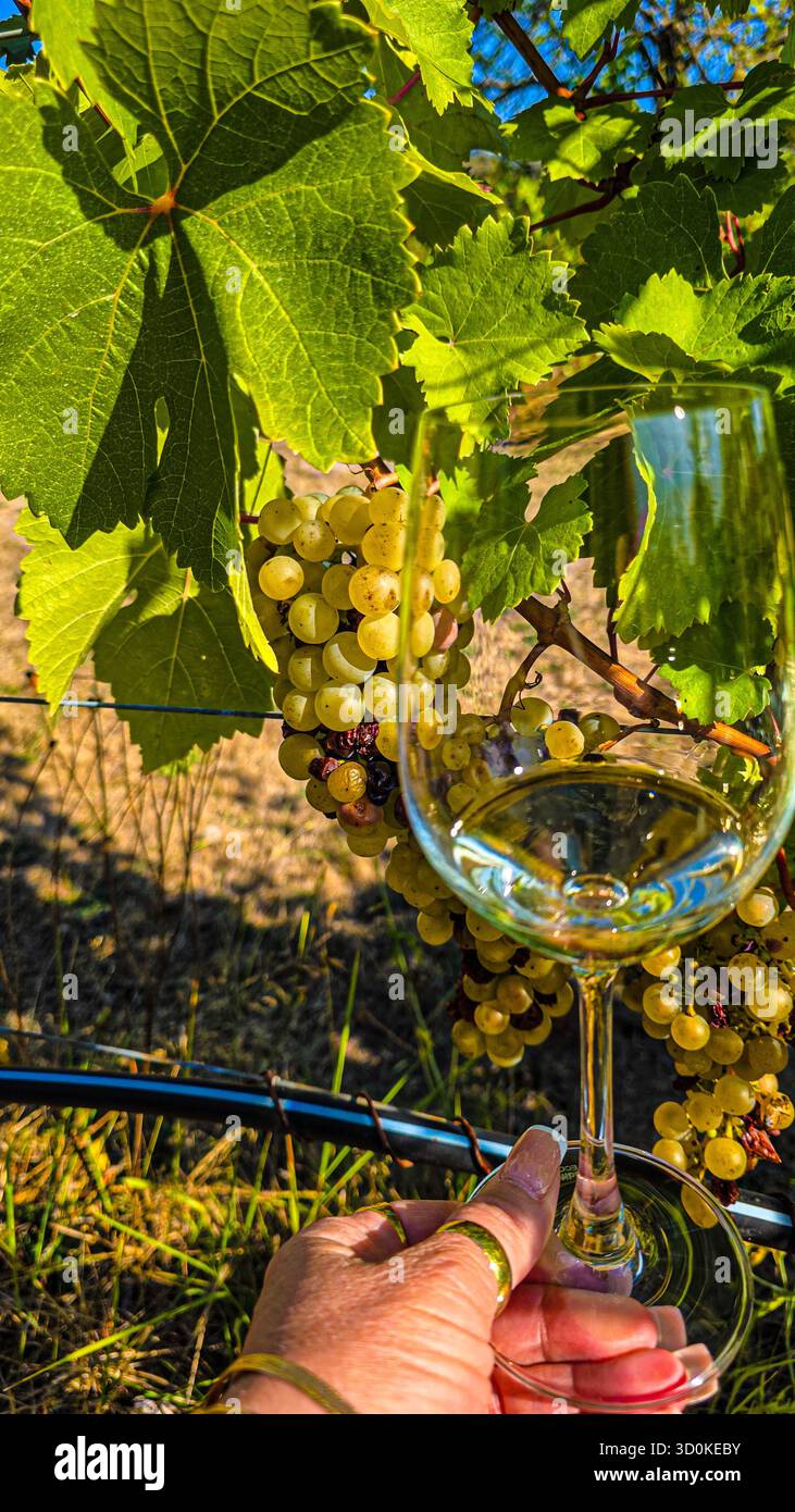Weinberg Ruht Unter Dem Sommerhimmel - Smartphone-aufgenommenes Stockfoto