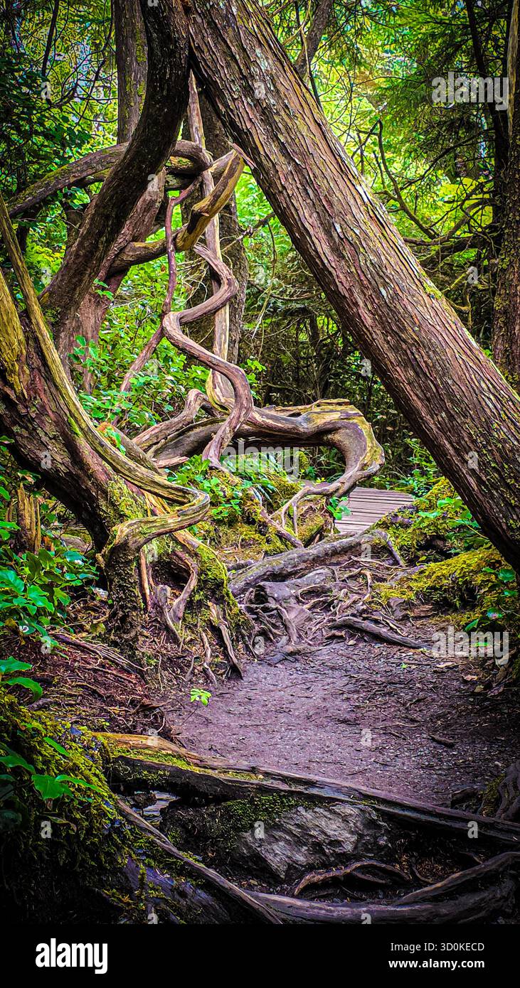 Twisted Tree Trail – Enchanted Forest Path - Smartphone-aufgenommenes Stockfoto