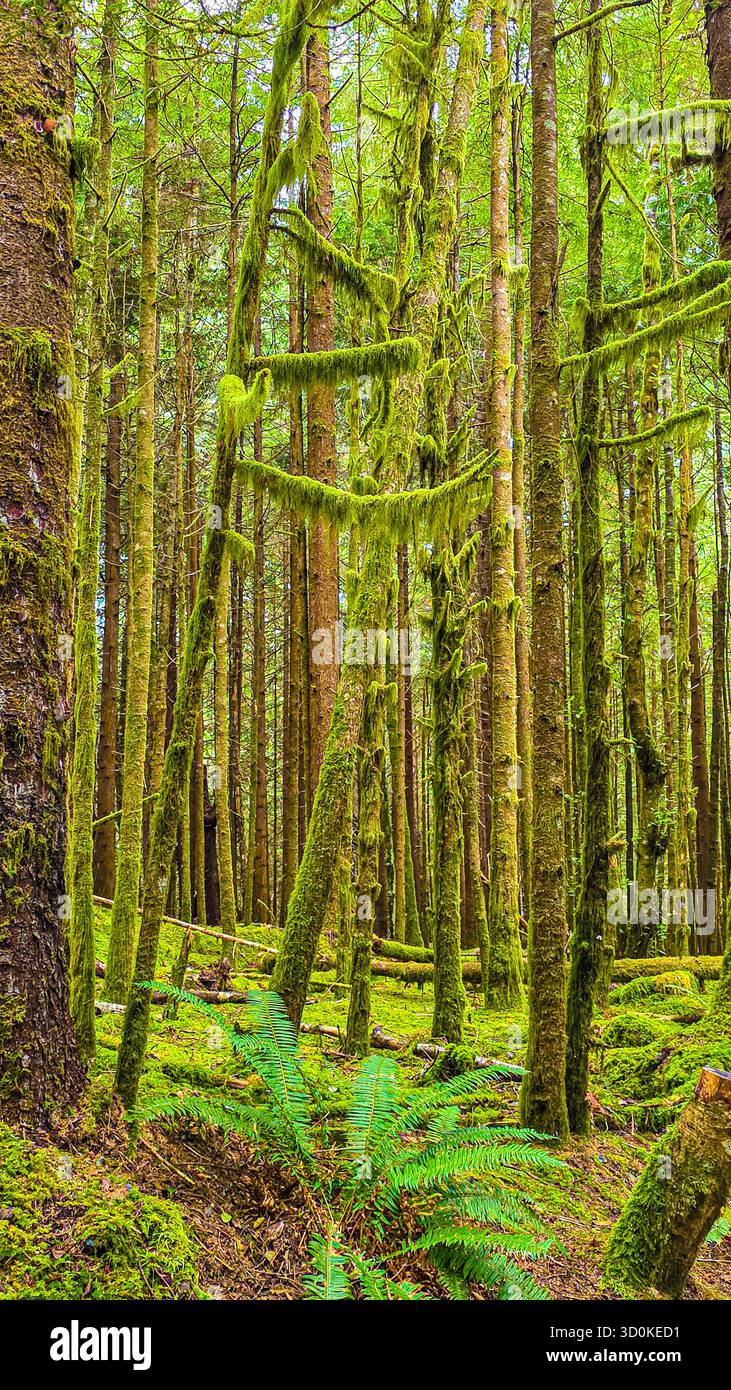 Moosbedeckter Regenwald – üppiges grünes Baldachin auf Vancouver Island, BC - Smartphone-aufgenommenes Stockfoto