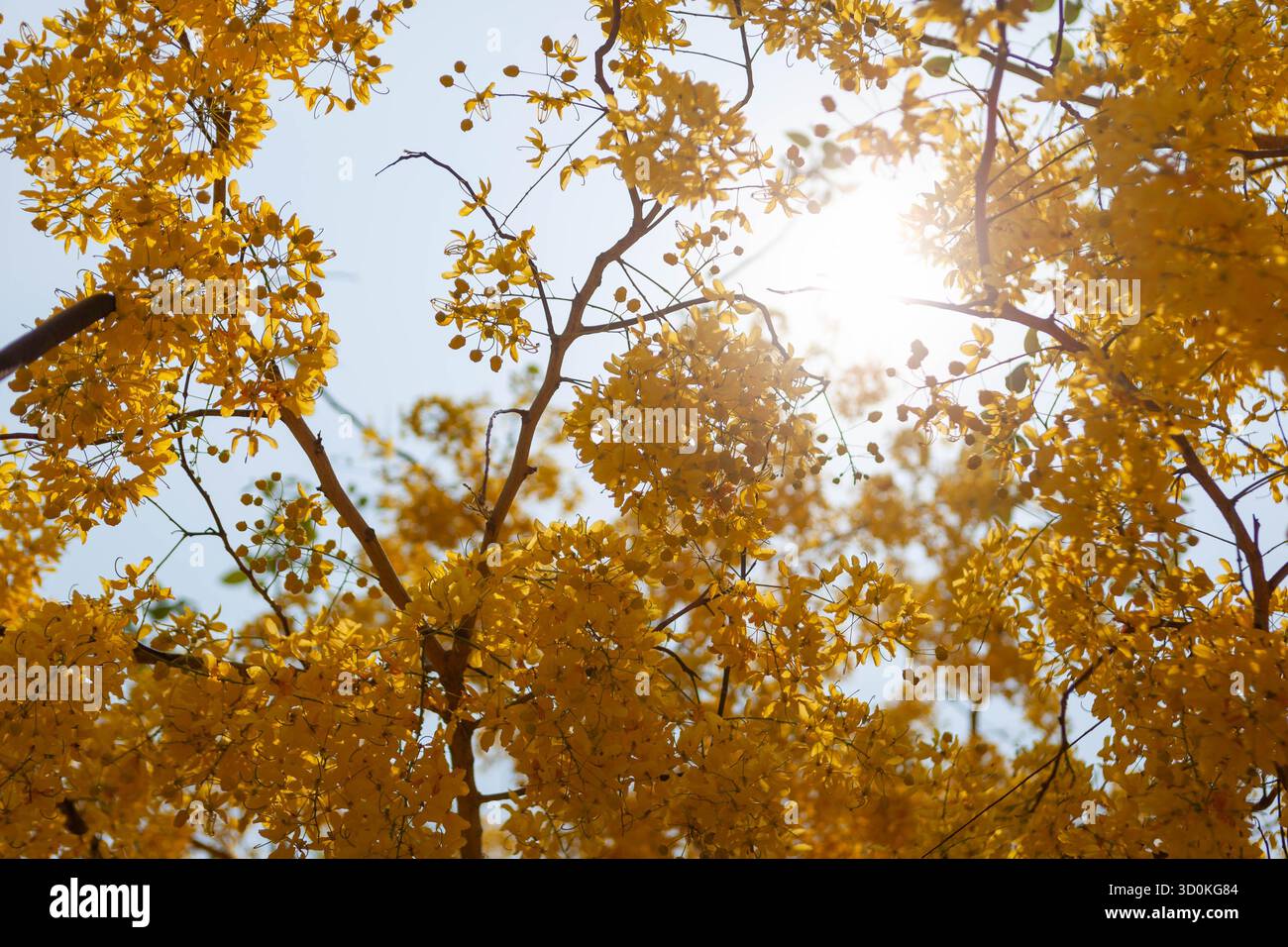 Schöne gelbe Blumen auf einem Baum mit sonnigem Himmel Hintergrund. Stockfoto